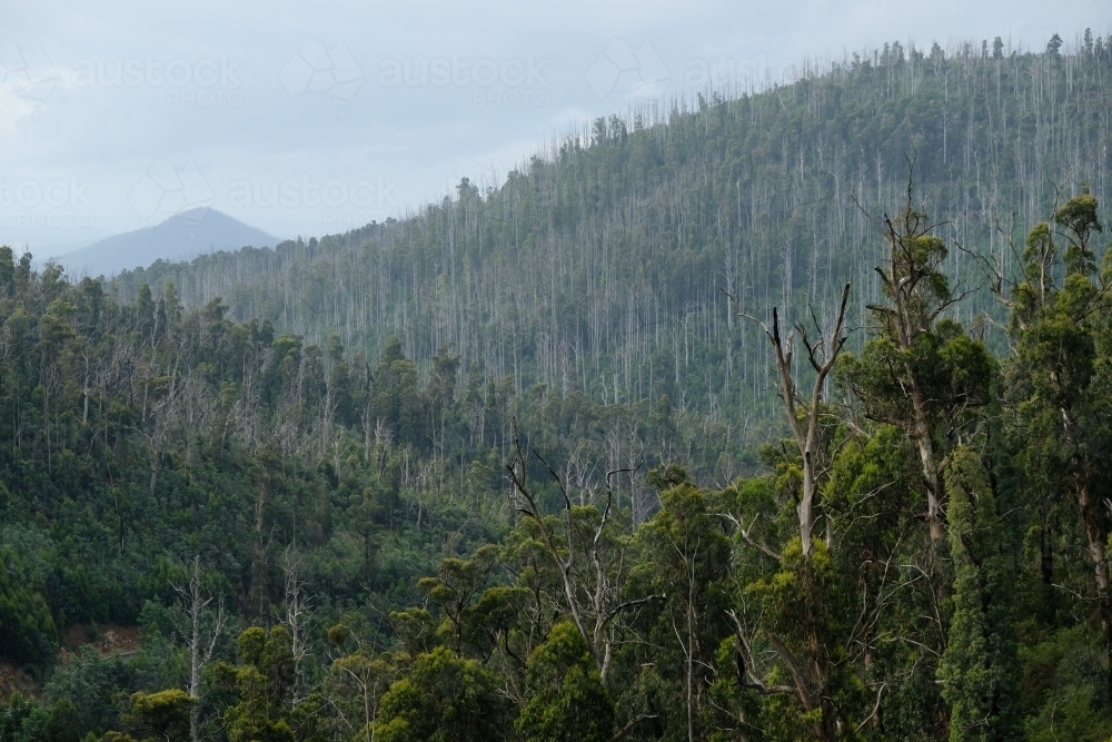 Bushland regrowth after a bushfire - Australian Stock Image