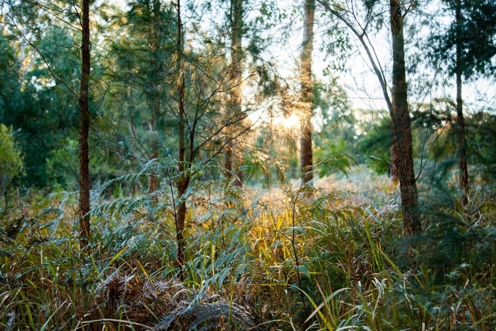 Bushland with grass and fern undergrowth - Australian Stock Image
