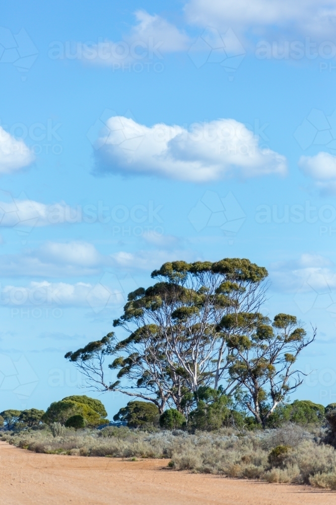 Bushland with stand of salmon gums - Australian Stock Image