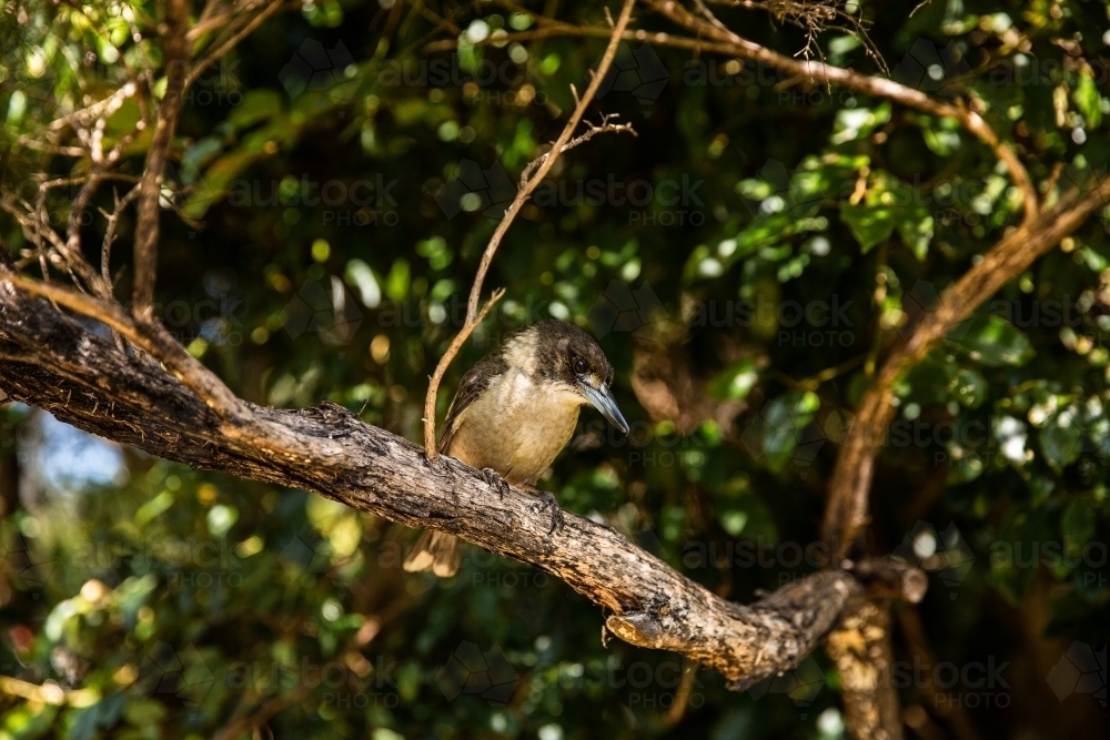 Butcher Bird looking for a meal - Australian Stock Image