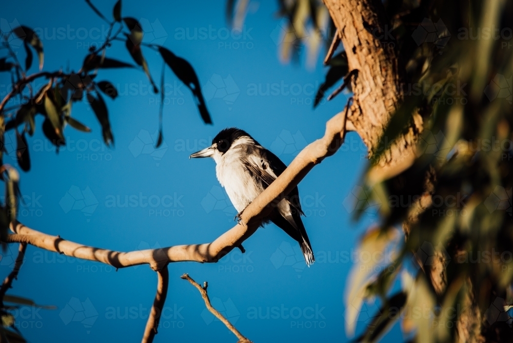 Butcher Bird perched in a tree at sunset - Australian Stock Image