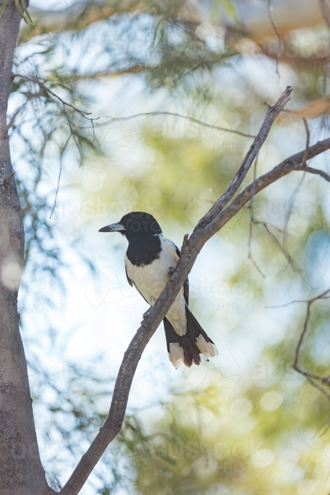 Butcherbird perched on tree branch - Australian Stock Image