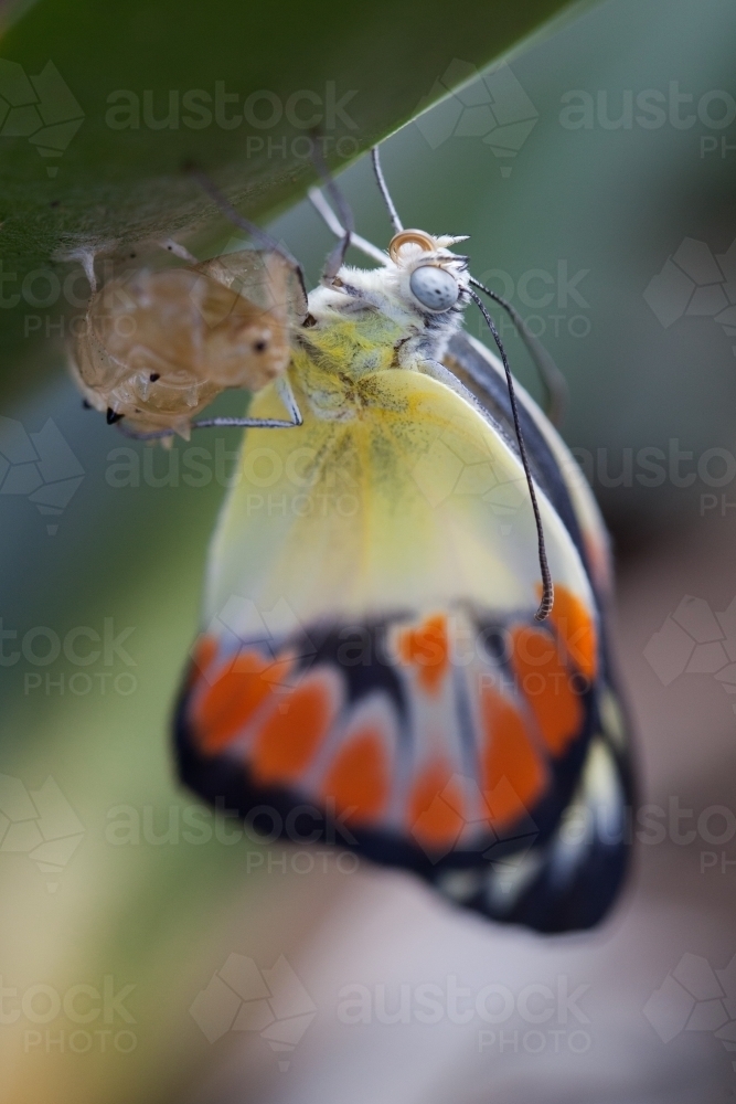 Image of Butterfly emerging from a cocoon Austockphoto