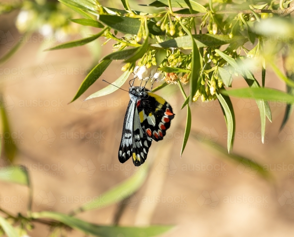 butterfly feeding on small flower - Australian Stock Image