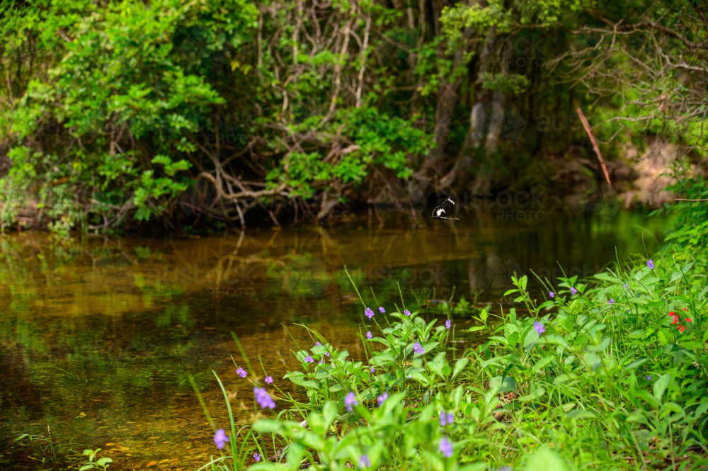 Butterfly flying over calm stream with purple and red wildflowers along grassy riverbank - Australian Stock Image