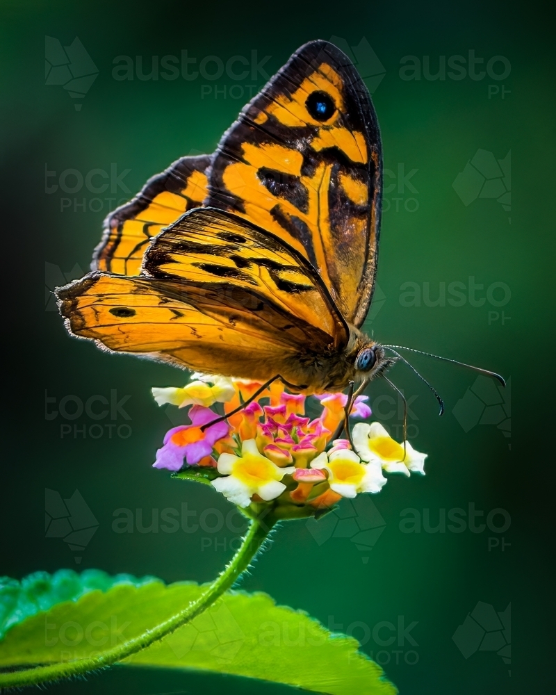 Butterfly on a Flower - Australian Stock Image