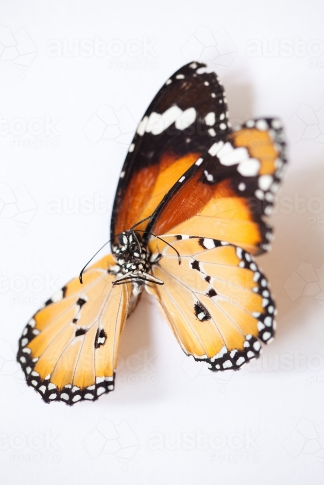 Butterfly on a white background - Australian Stock Image
