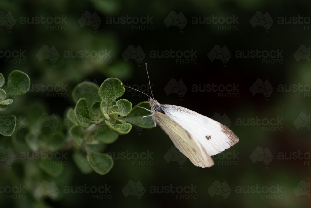 Butterfly on Prosthanthera rotundifolia - Australian Stock Image
