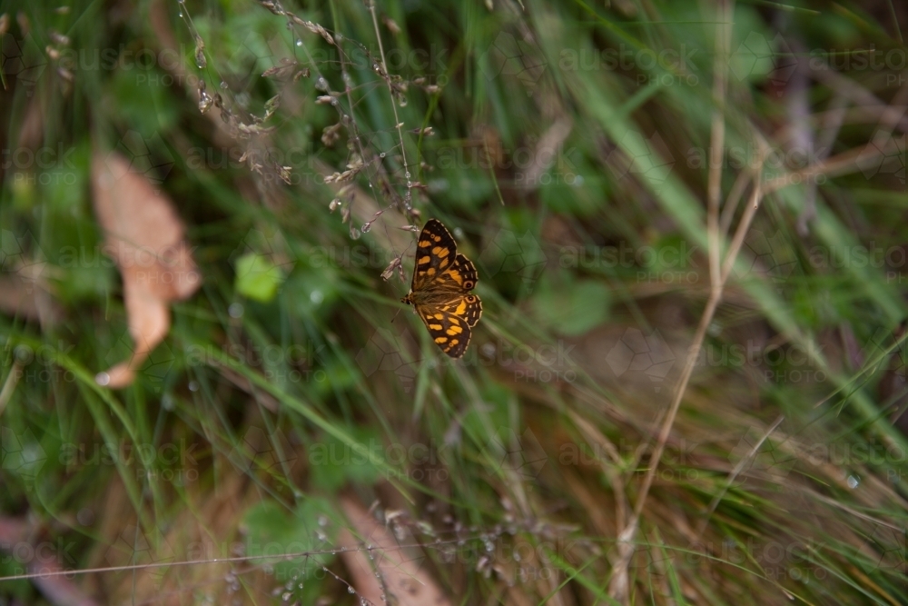 Butterfly resting on a damp stalk of grass - Australian Stock Image