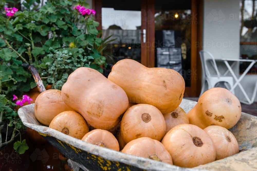 Butternut pumpkins in a wheelbarrow at an organic market - Australian Stock Image