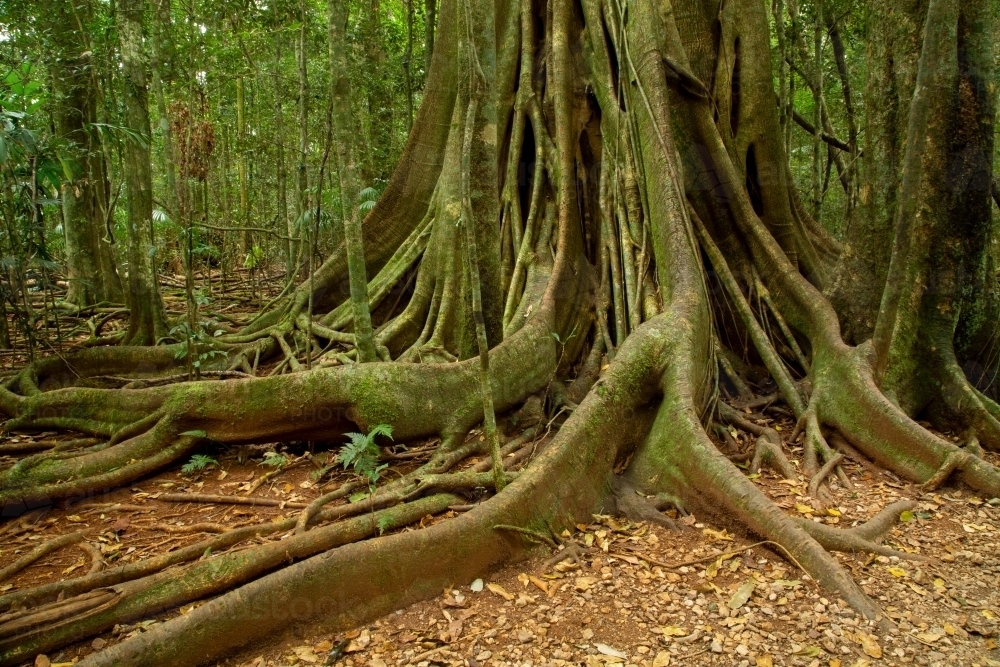 Buttress roots in subtropical rainforest. - Australian Stock Image
