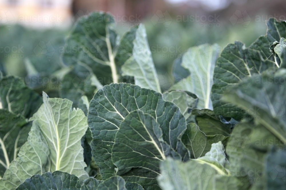 cabbage leaves - Australian Stock Image