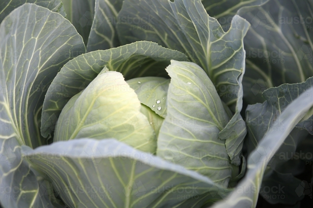 cabbage leaves - Australian Stock Image