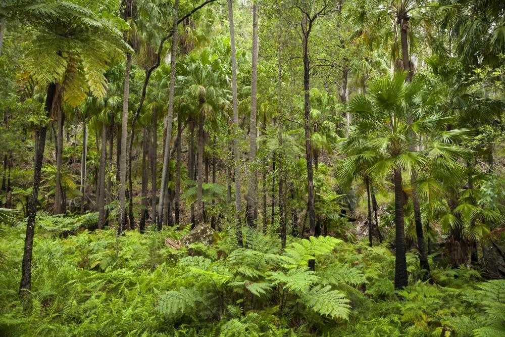 Cabbage Tree Palms and ferns - Australian Stock Image