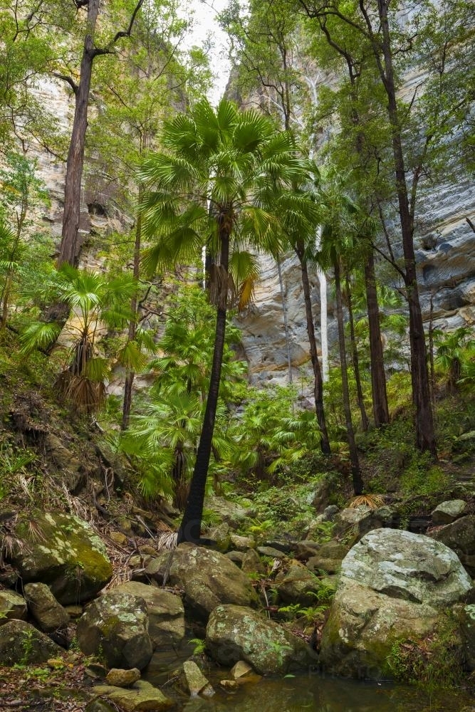 Cabbage Tree Palms and sandstone cliffs : Austockphoto Cabbage Tree Palms and sandstone cliffs - Australian Stock Image