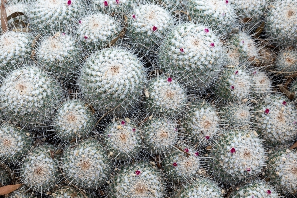 cacti plants in a group - Australian Stock Image