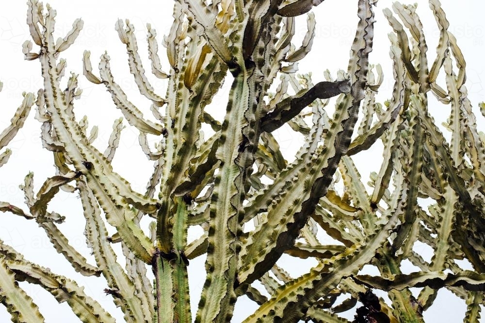 Cactus Close up - Australian Stock Image