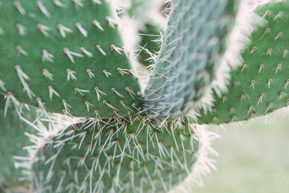 Cactus closeup - Australian Stock Image