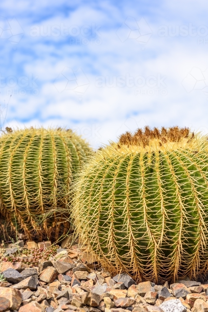Cactus closeup - Australian Stock Image