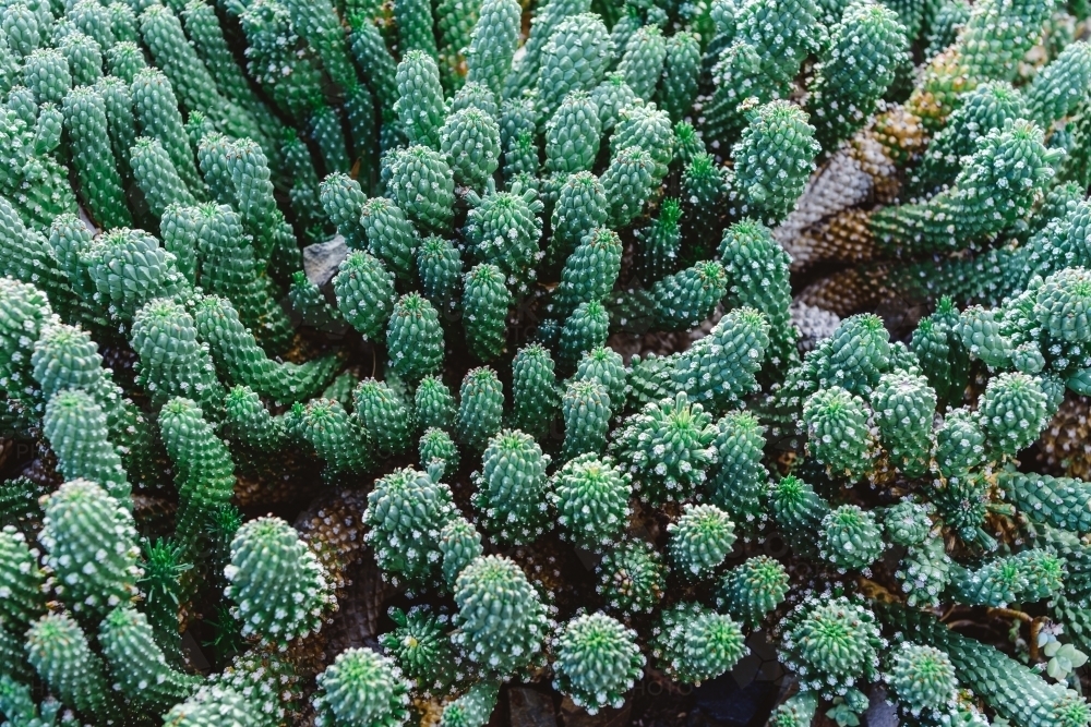 Cactus closeup - Australian Stock Image