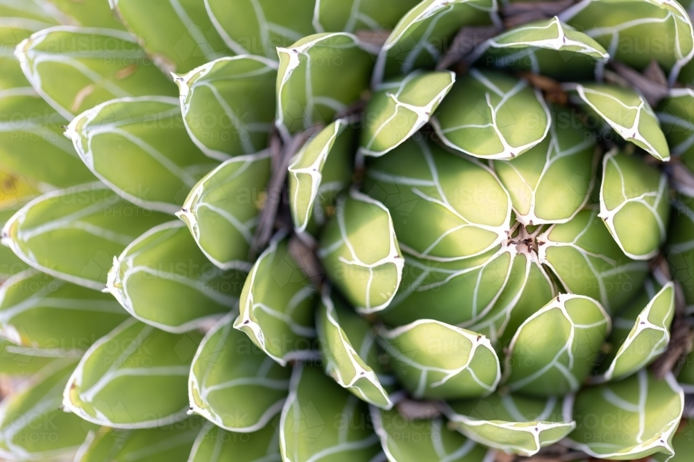 Cactus off centre placement - Australian Stock Image