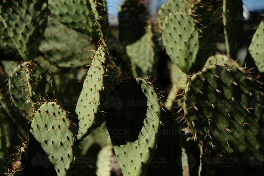 Cactus plant close up. - Australian Stock Image