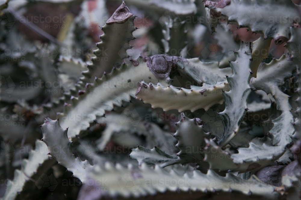 Cactus Queens Garden Townsville - Australian Stock Image