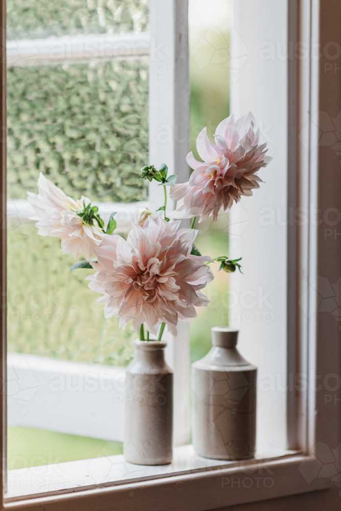 cafe au lait dahlias on a windowsill - Australian Stock Image