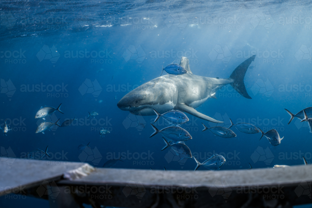 Cage diving with a Great White Shark at the Neptune Islands in South Australia - Australian Stock Image