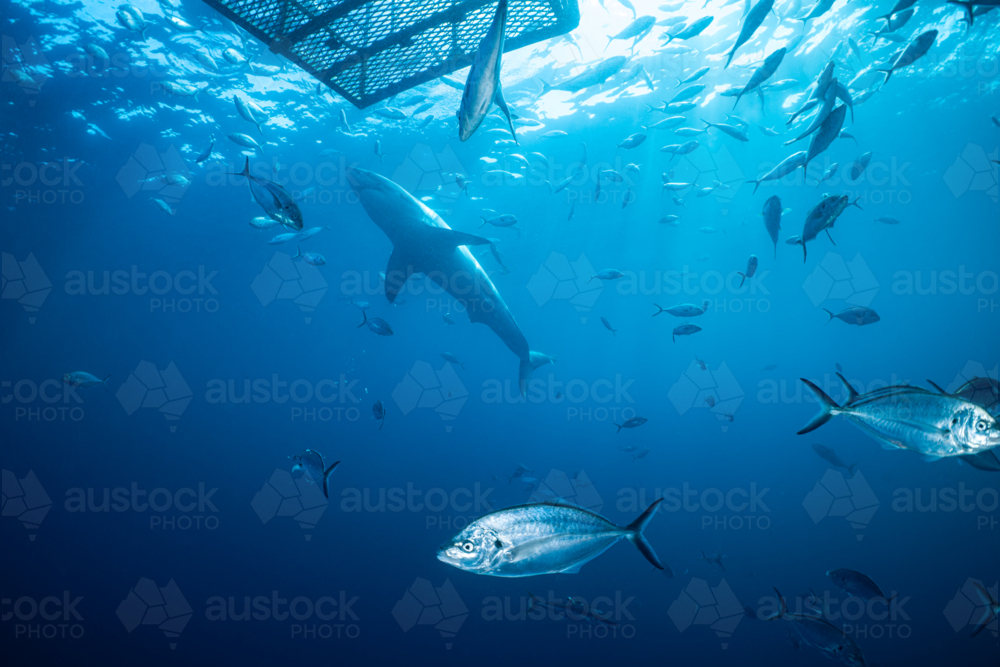 Cage diving with a Great White Shark at the Neptune Islands in South Australia - Australian Stock Image