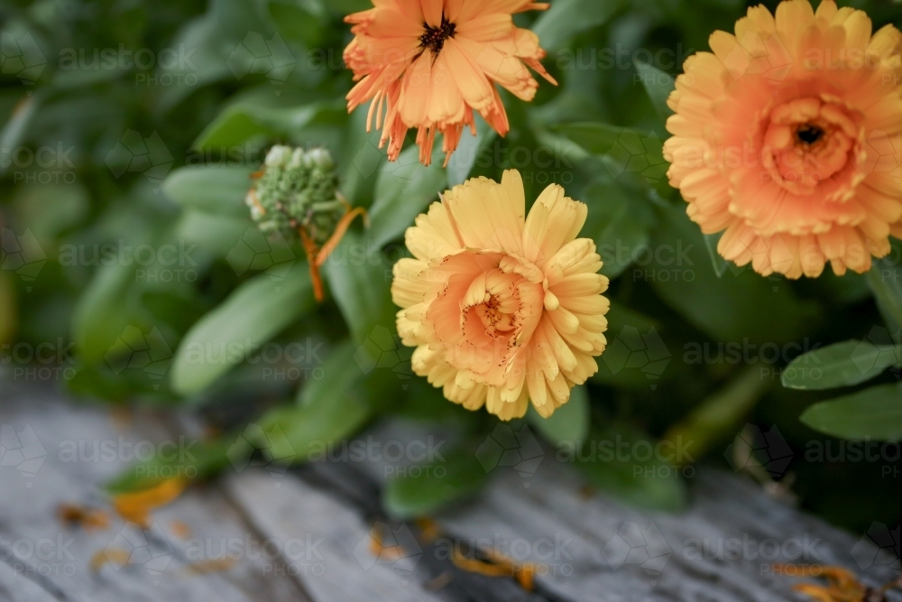 Calendula flowers spilling over wooden garden edging - Australian Stock Image