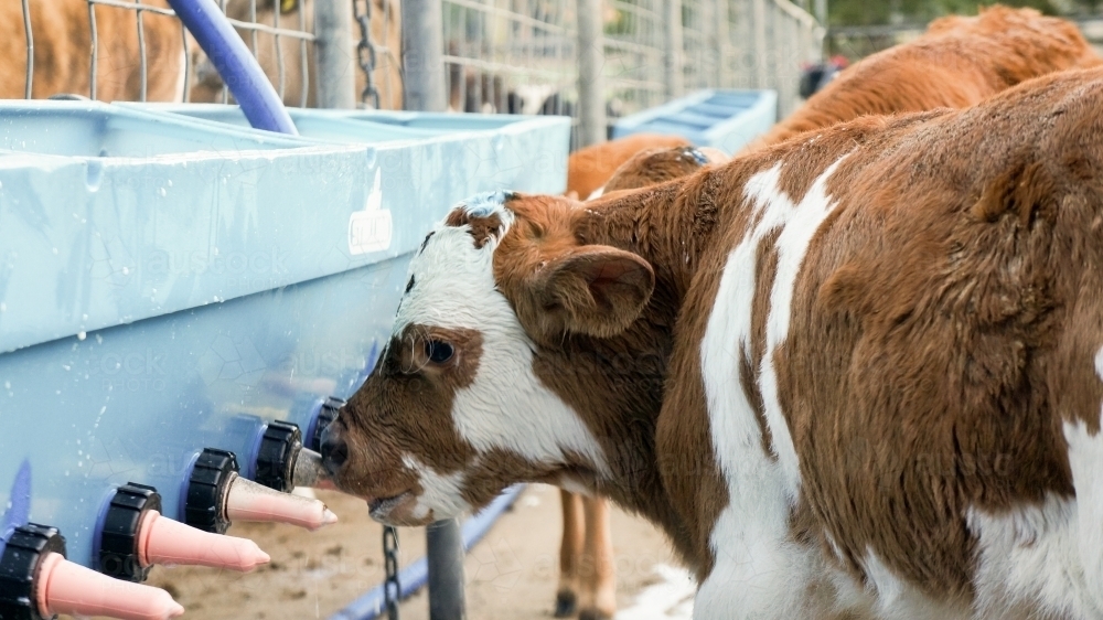 Calf drinking milk - Australian Stock Image