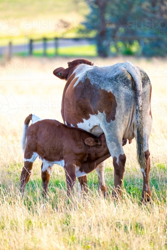 Calf drinking milk from mother cow in the afternoon light. - Australian Stock Image
