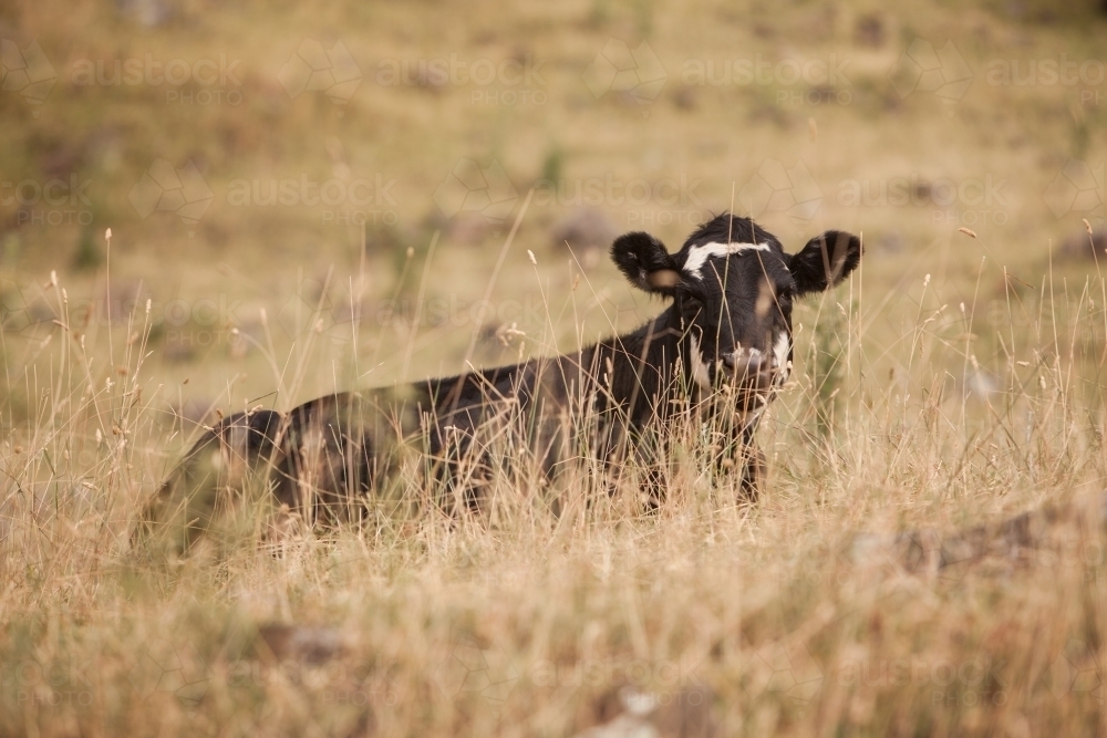 Calf hiding in the grass - Australian Stock Image
