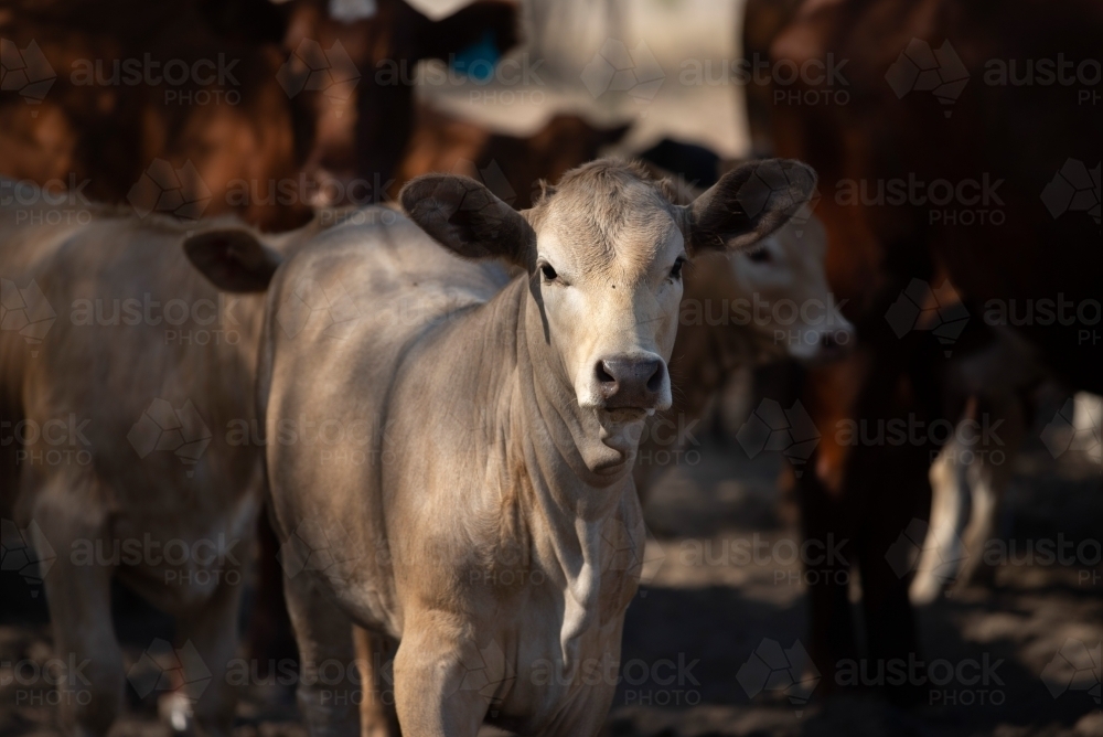 Calf in the light - Australian Stock Image