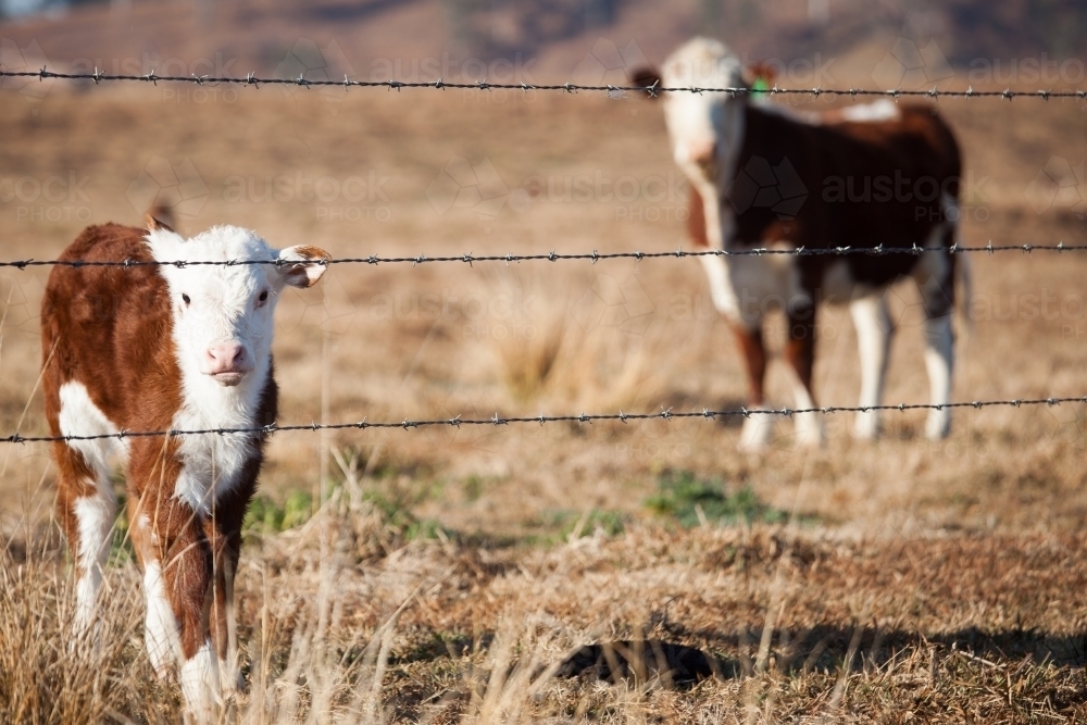 Calf looking through a barbed wire fence in a dry paddock - Australian Stock Image