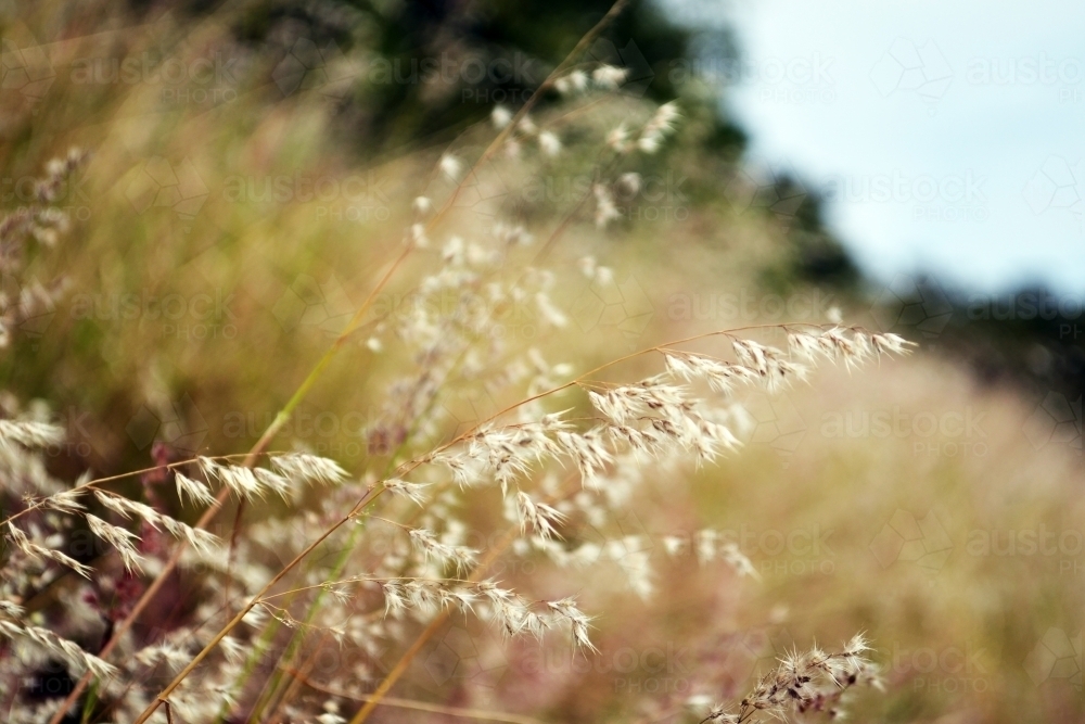 Callan Park vegetation - Australian Stock Image