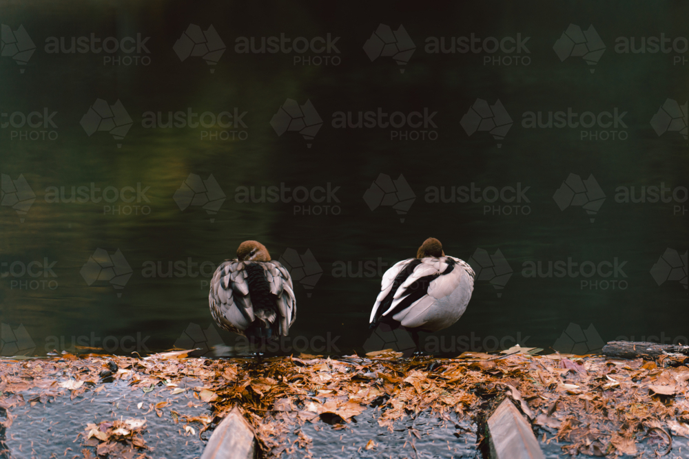 Calm autumn scene with ducks resting on leafy log - Australian Stock Image