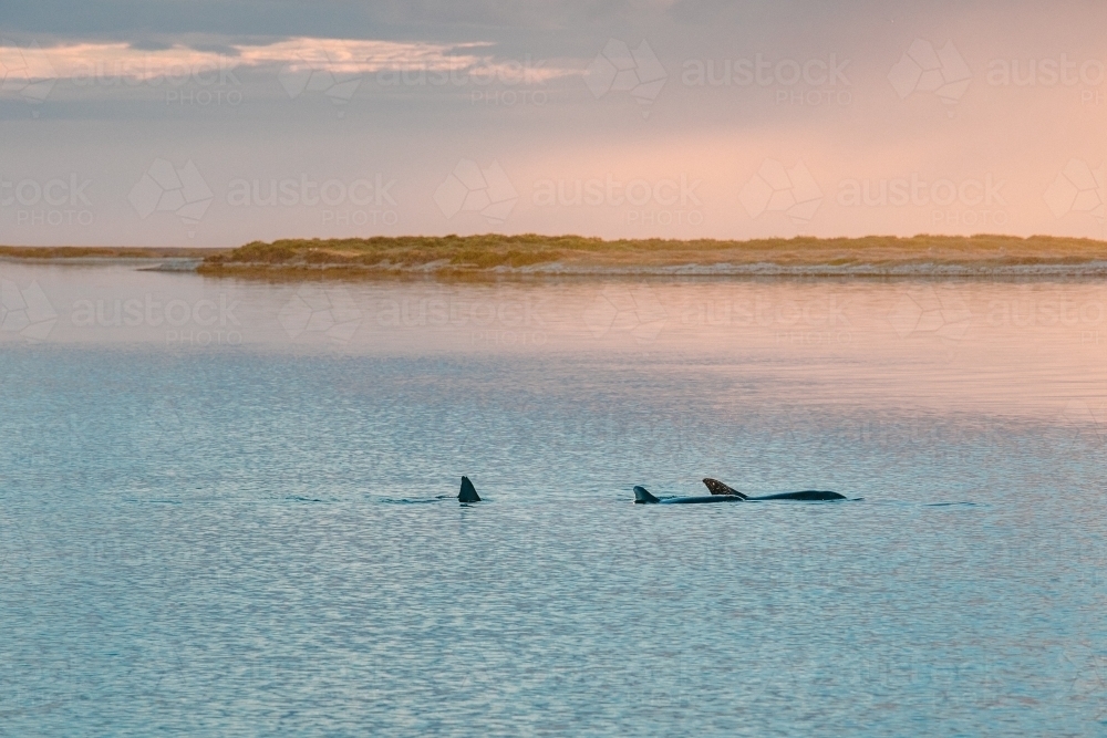 Calm ocean with dolphin dorsal fins at sunrise - Australian Stock Image