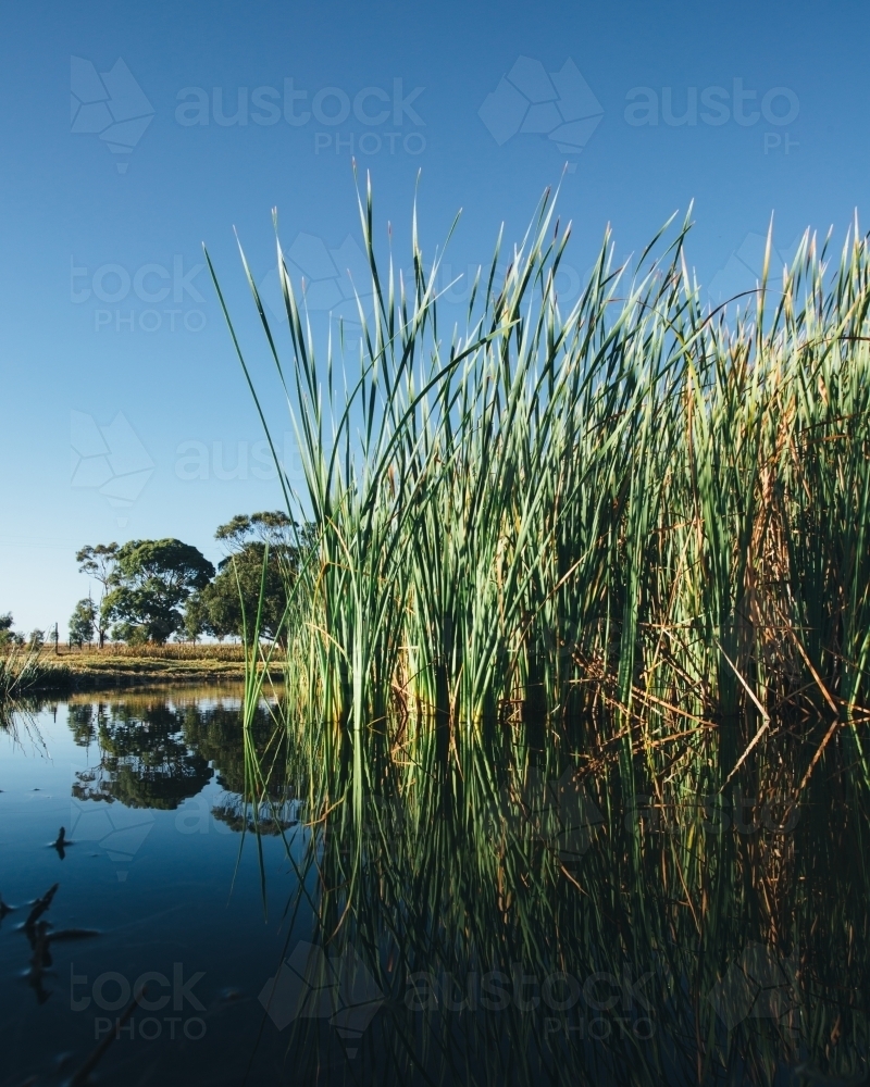 Image of Calm water and river reeds on a clear blue sky day - Austockphoto