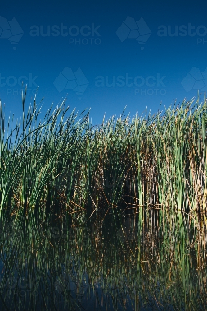 Calm water and river reeds on a clear blue sky day - Australian Stock Image