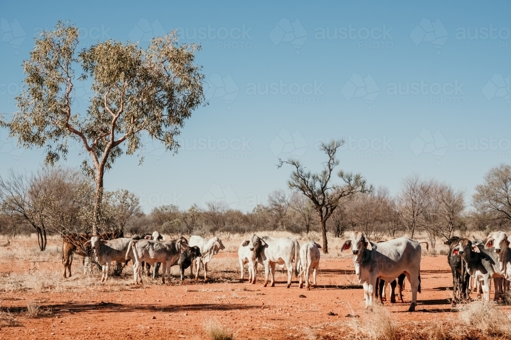 Calves and cow on a shrubland - Australian Stock Image