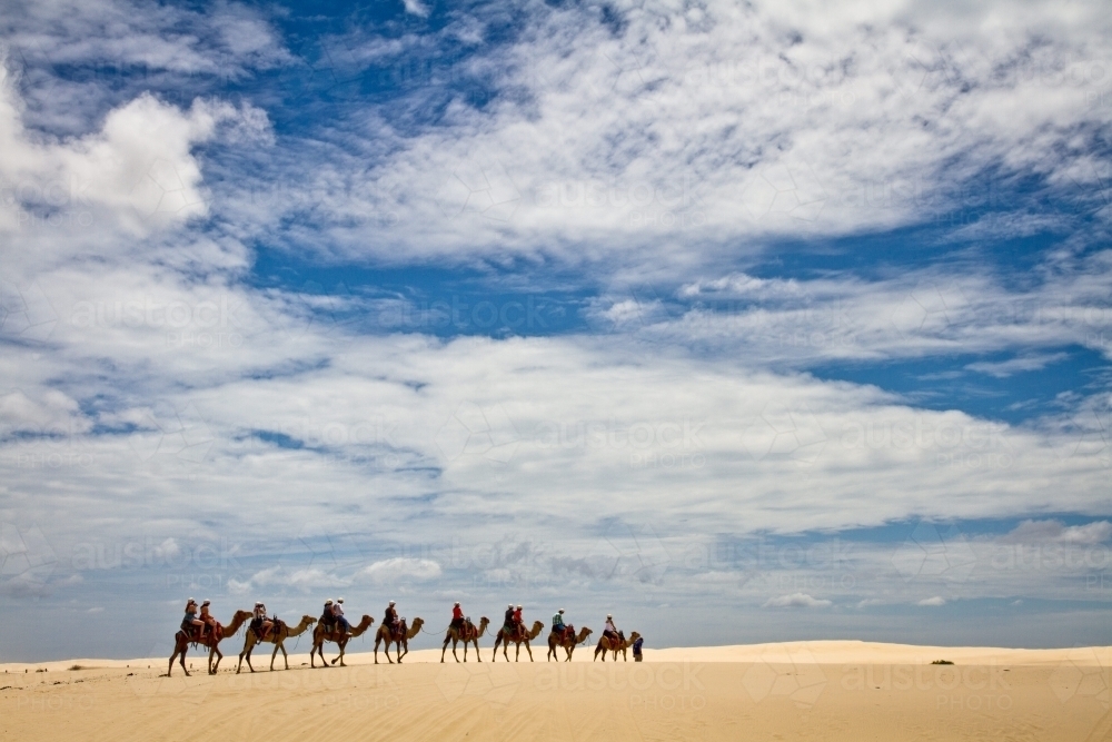 Camel caravan in the dunes - Australian Stock Image