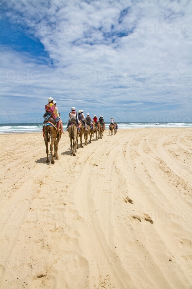 Camel caravan on the beach - Australian Stock Image