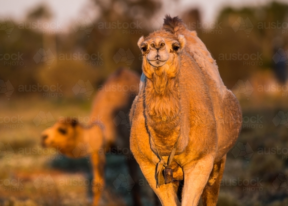 Camel facing camera - Australian Stock Image