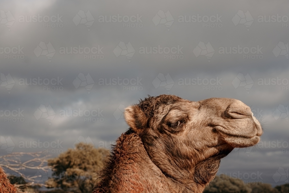 Camel looking sideways against a stormy sky. - Australian Stock Image