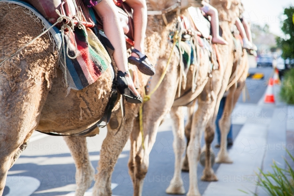 Image of Camel rides at a Christmas street party event - Austockphoto