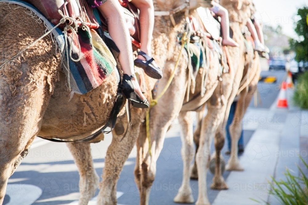 Camel rides at a Christmas street party event - Australian Stock Image