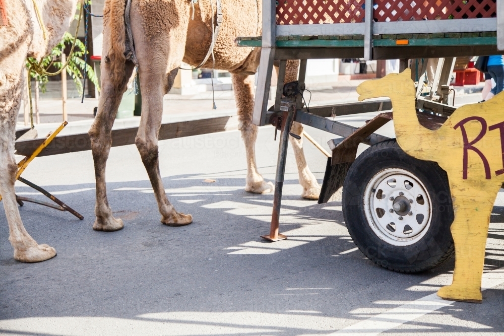 Camel rides at a Christmas street party event - Australian Stock Image