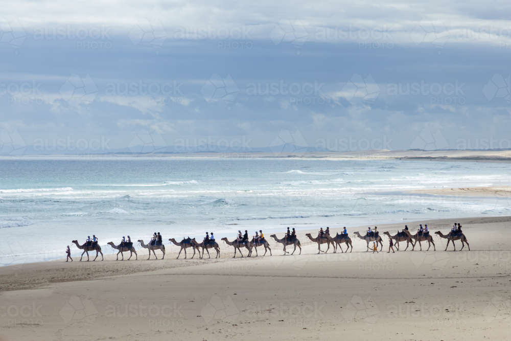 Camel riding on the beach at Port Stephens against blue sky - Australian Stock Image